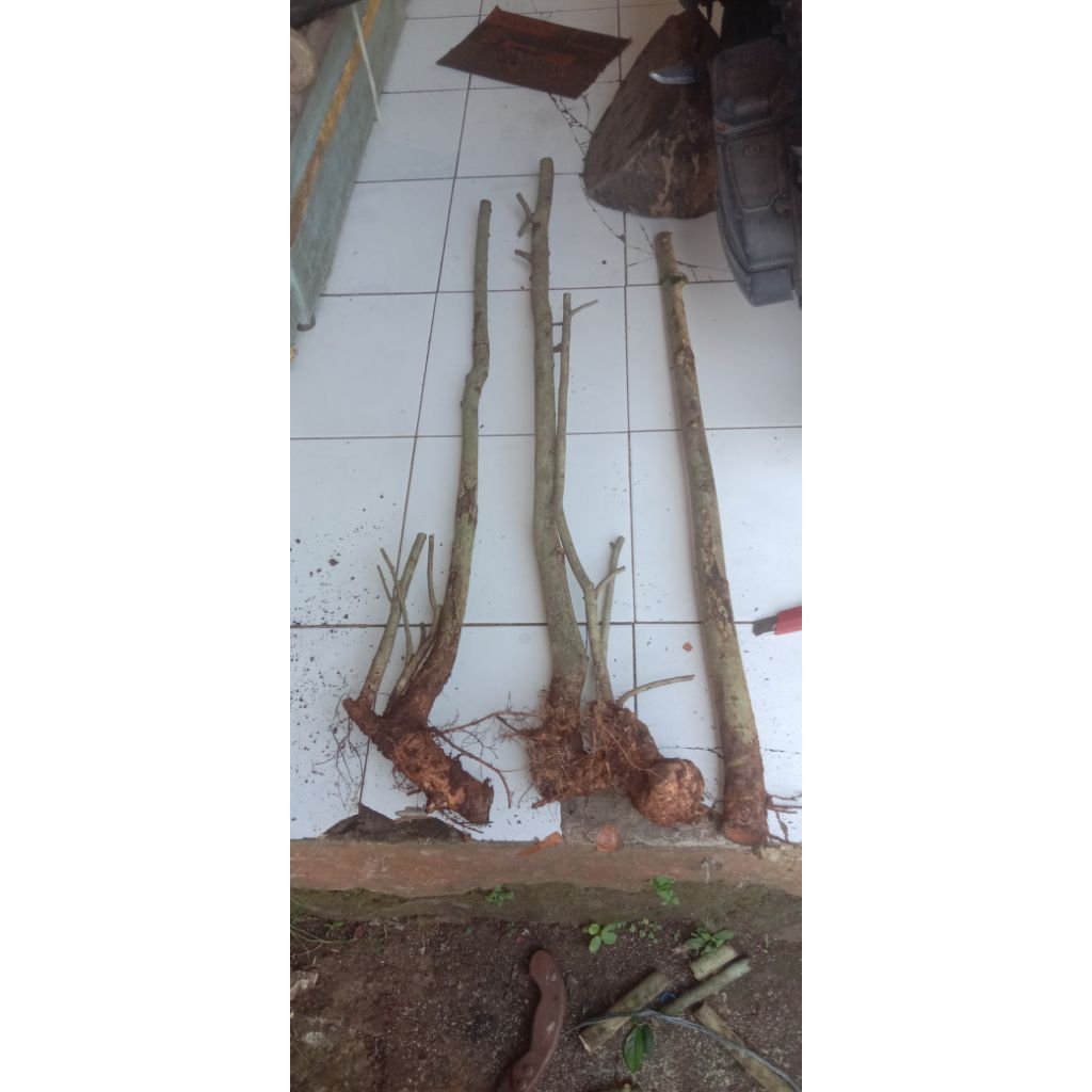 bahan bonsai serut dongkelan batang lurus besar isi 4-6 batang tinggi 100cm