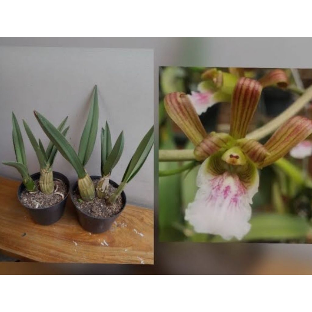 Anggrek Gurun / Eulophia Petersii