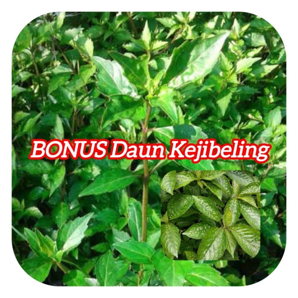 

Daun kumis kucing segar BONUS daun Kejibeling-az