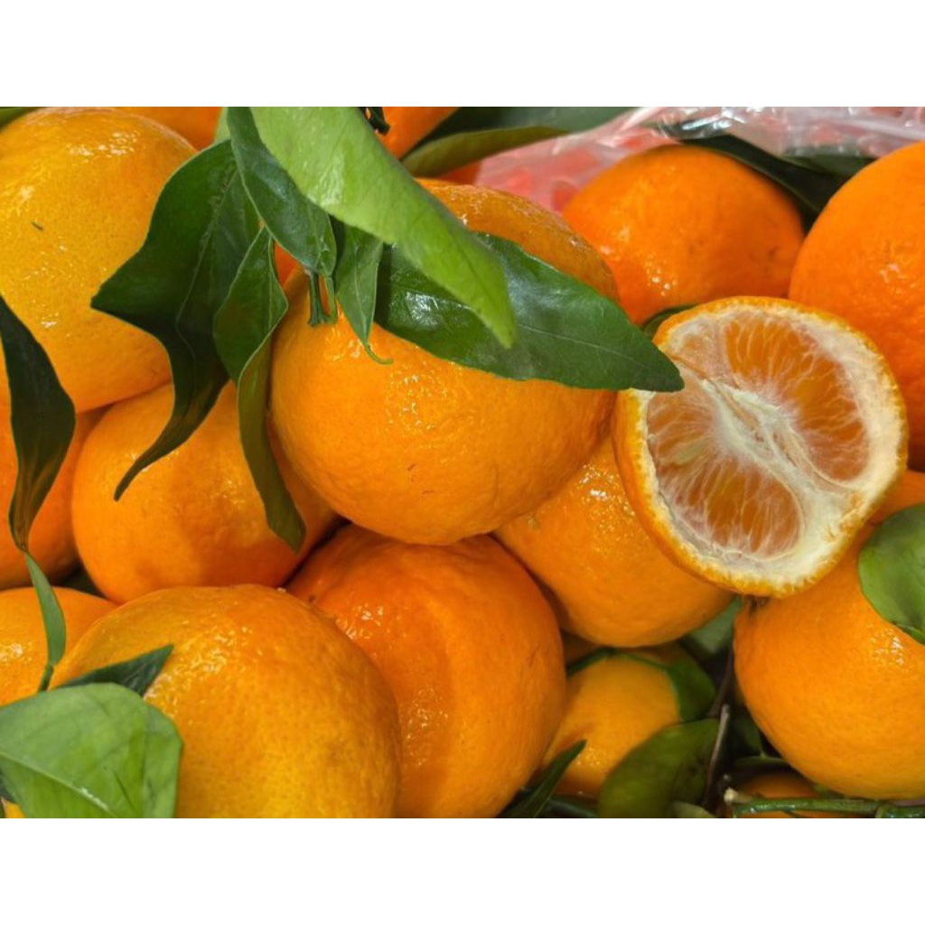 

JERUK SANTANG WOKARA SANTANG MANIS JUICY