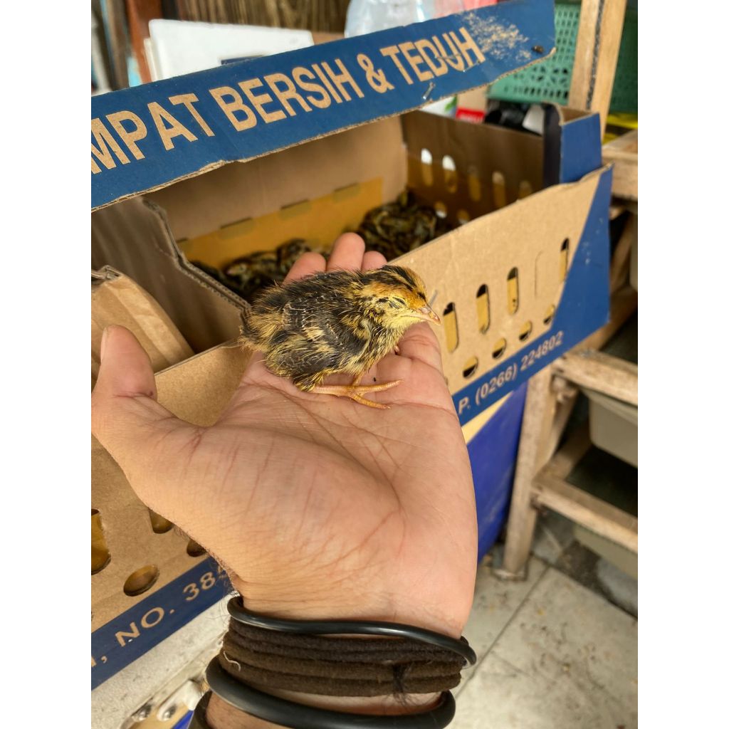 DOQ Burung Puyuh Hidup – Pakan Alami Bergizi untuk Predator | Segar & Sehat