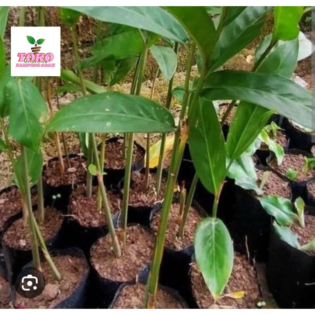 benih lengkuas merah