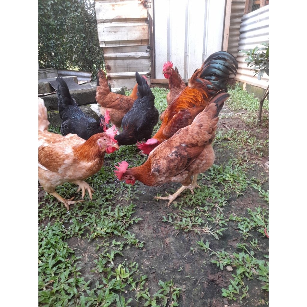 ayam akaraja mardi DEWASA  kampung pedaging , kampung petelur
