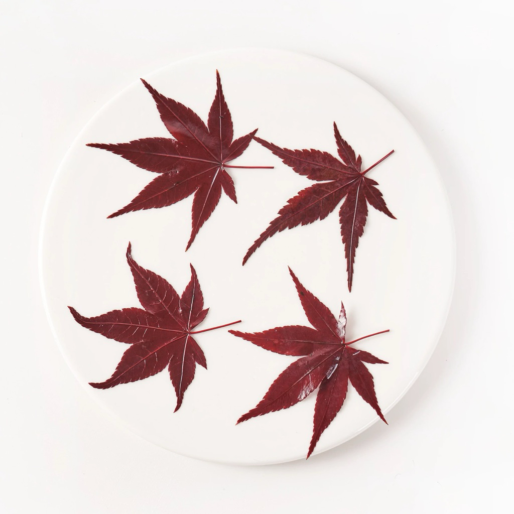 

Maple Leaf dekorasi, dekorasi cake maple food grade