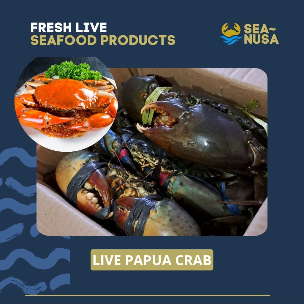 

KEPITING PAPUA Hidup Jumbo Fresh Seanusa