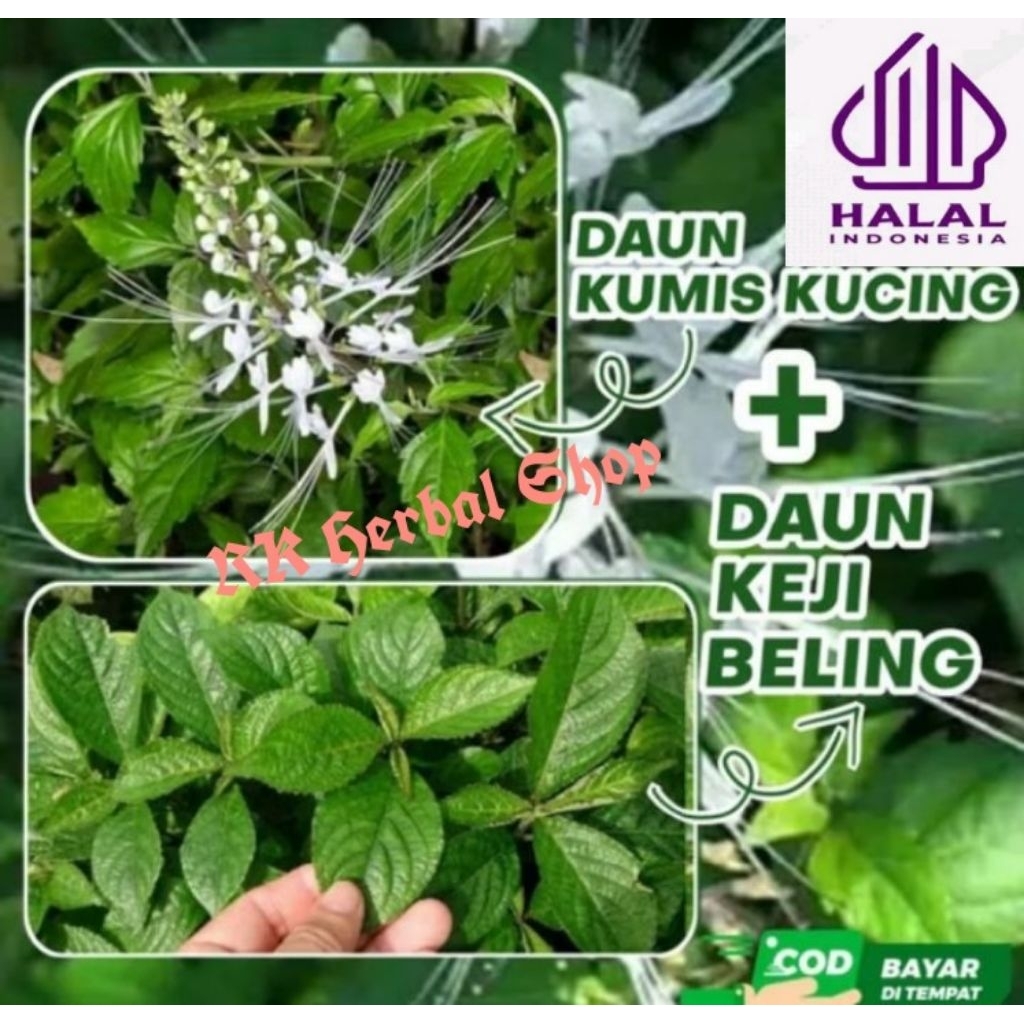 

Paket Herbal Lengkap 300 Gram Penghancur Batu Ginjal Akar Alang-alang Kumis Kucing Dan Keji Beling fresh Ampuh