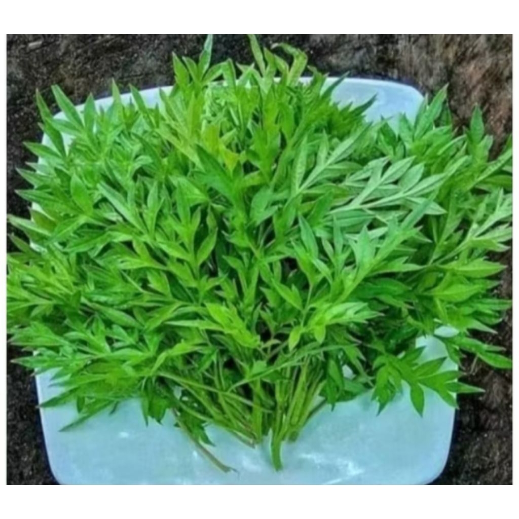 

sayur Daun kenikir segar per ikat.