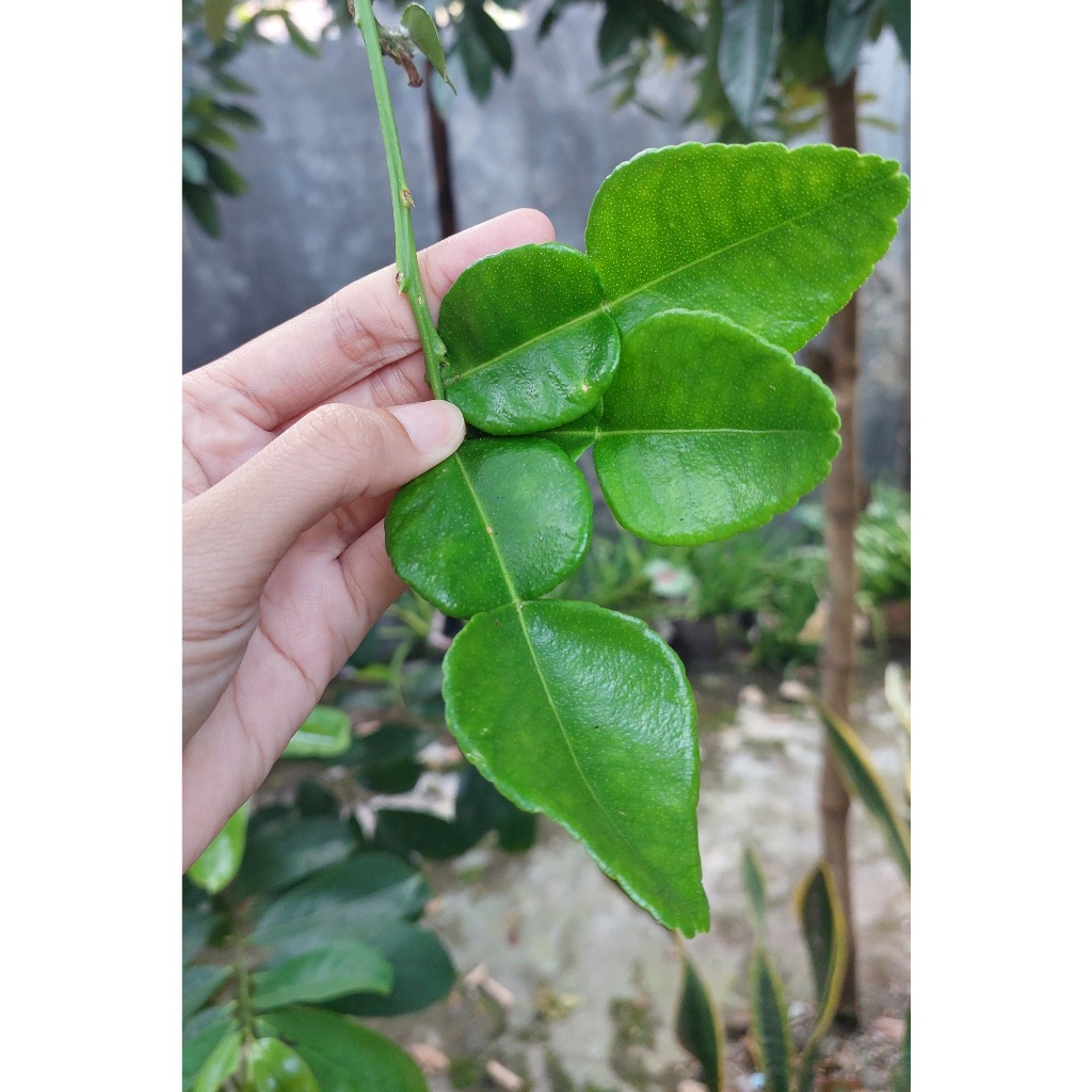 

Daun Jeruk Purut Jerung Angka 8 Berat 20 gr