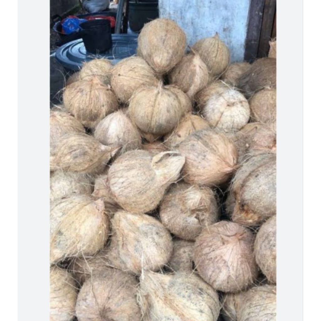 

Jual kelapa tua kupas (1 biji)