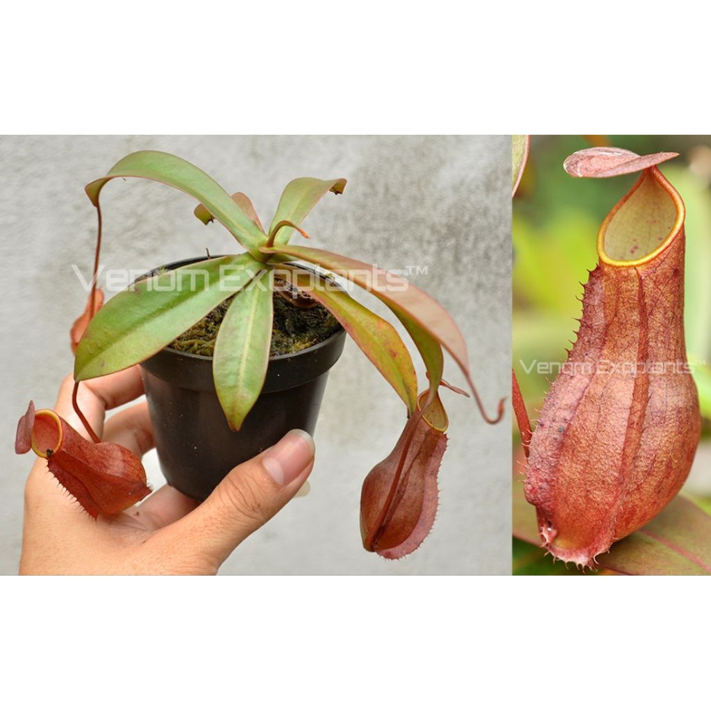 VE1379 Nepenthes andamana x reinwardtiana tanaman karnivora kantong semar