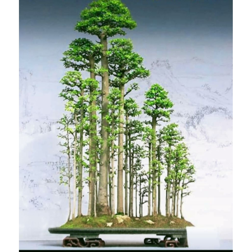 bahan bonsai grouping serut