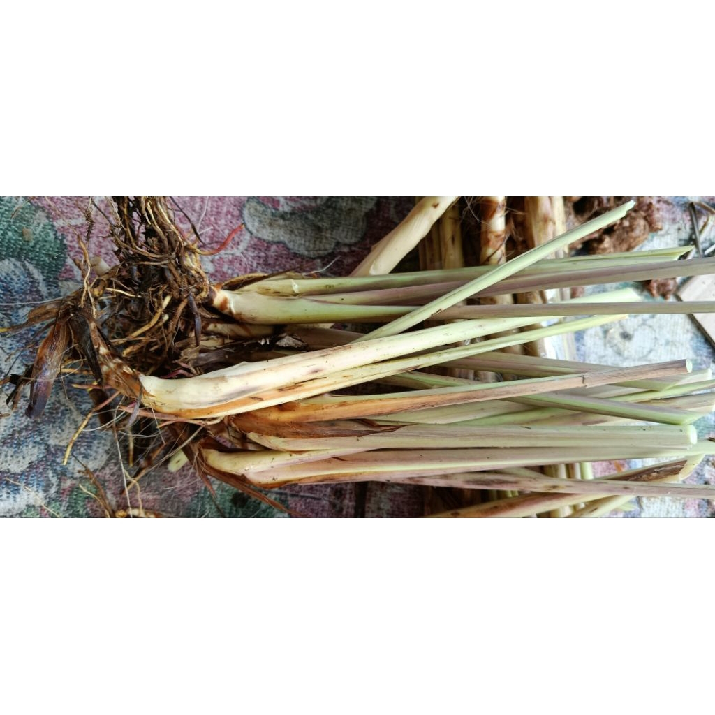 

jual serai/sereh wangi per 500gram asli