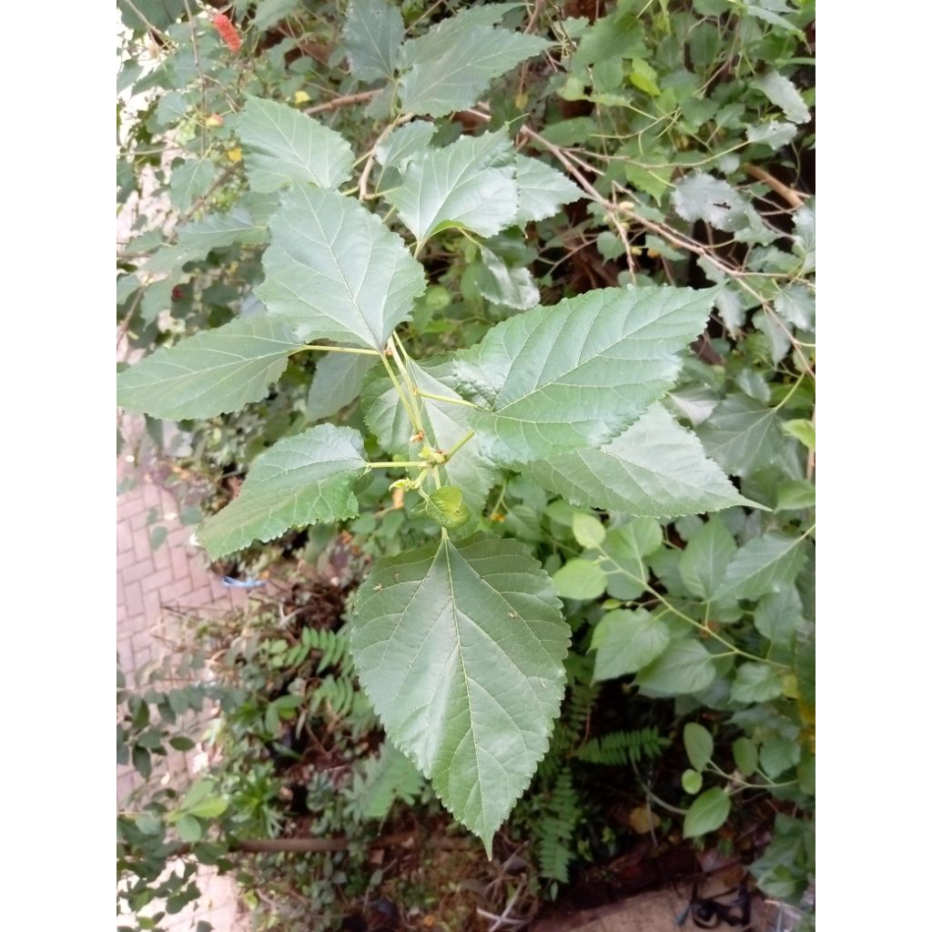 

Daun Murbei segar