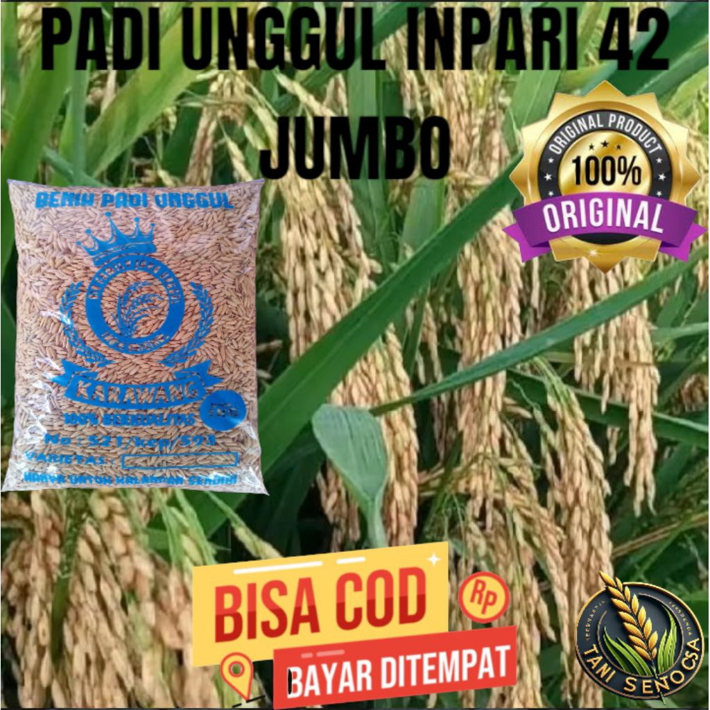 BENIH BIBIT PADI INPARI 42 JUMBO BIBIT SUPER UNGGUL KEMASAN 2KG