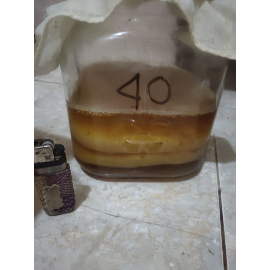 

Kombucha besar dan tebal beli 1 free 1 scooby