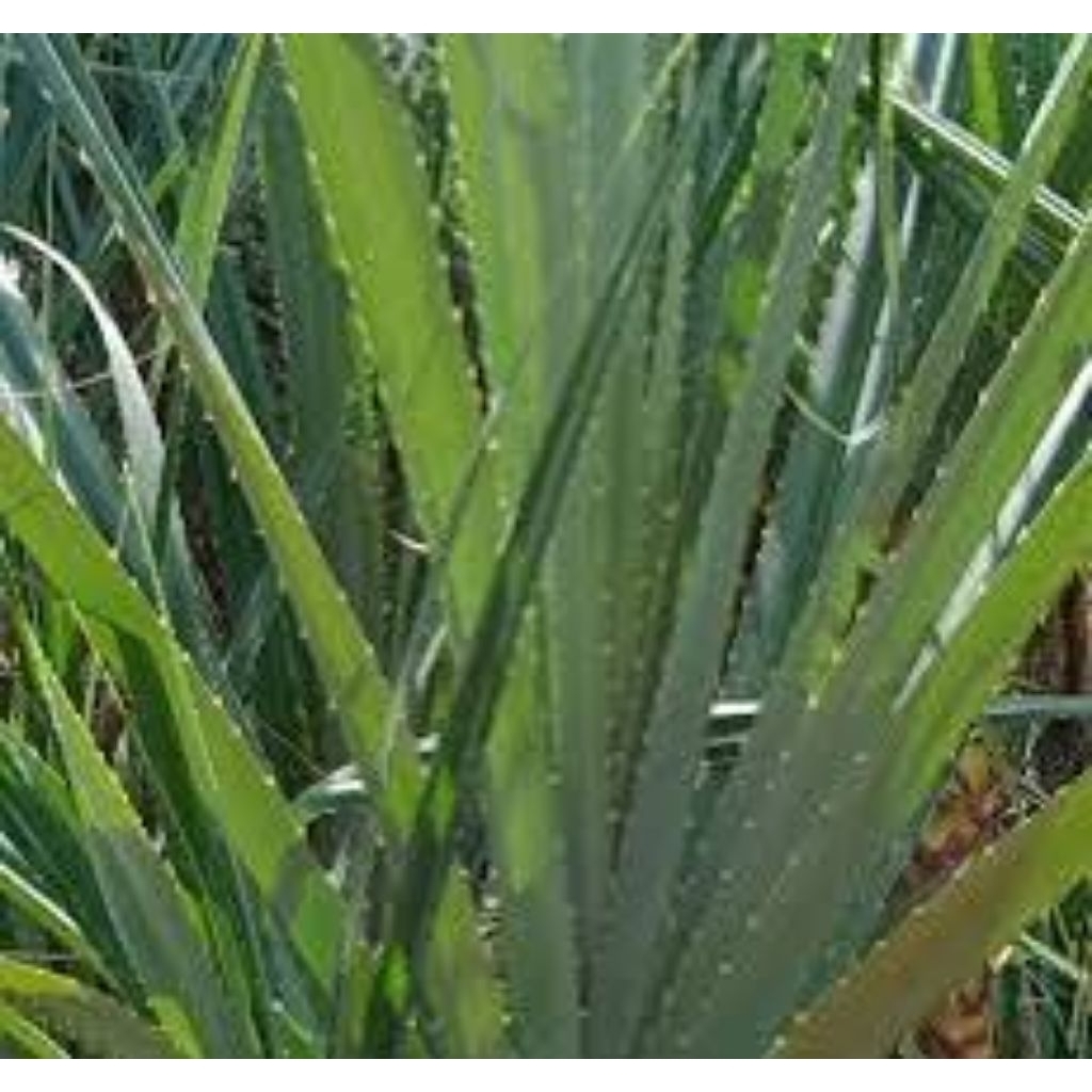 

Daun pandan berduri 10 lembar,bahan samak /kerajinan