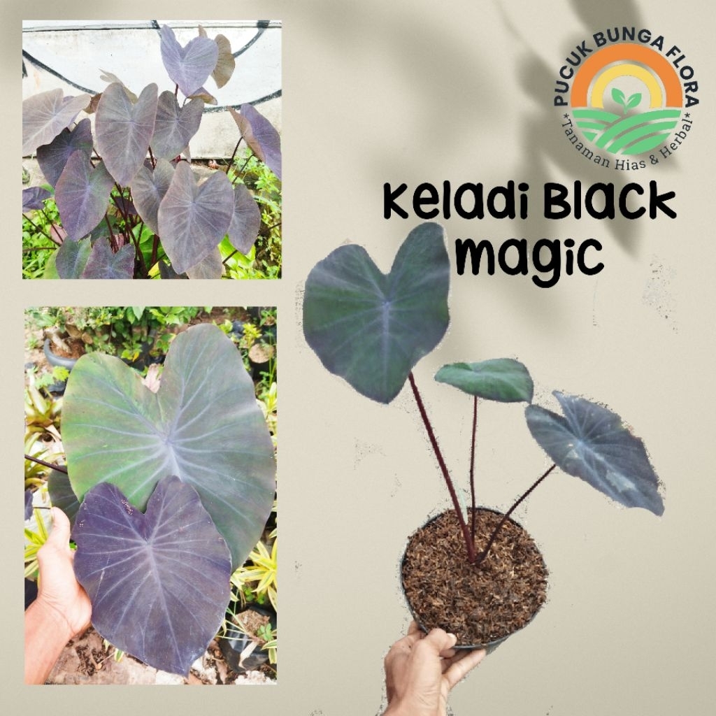 Keladi Black magic keladi hitam alokasia magic Colocasia magic
