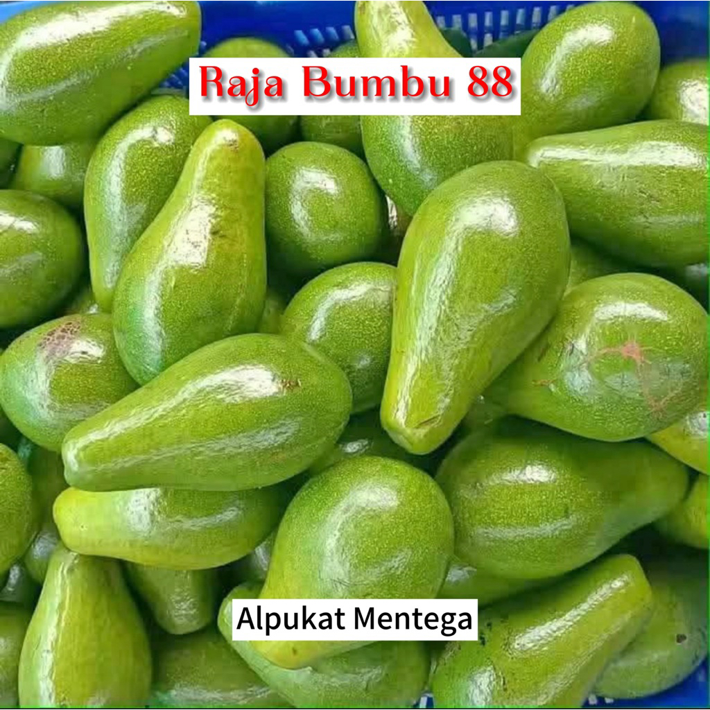 

Alpukat Mentega