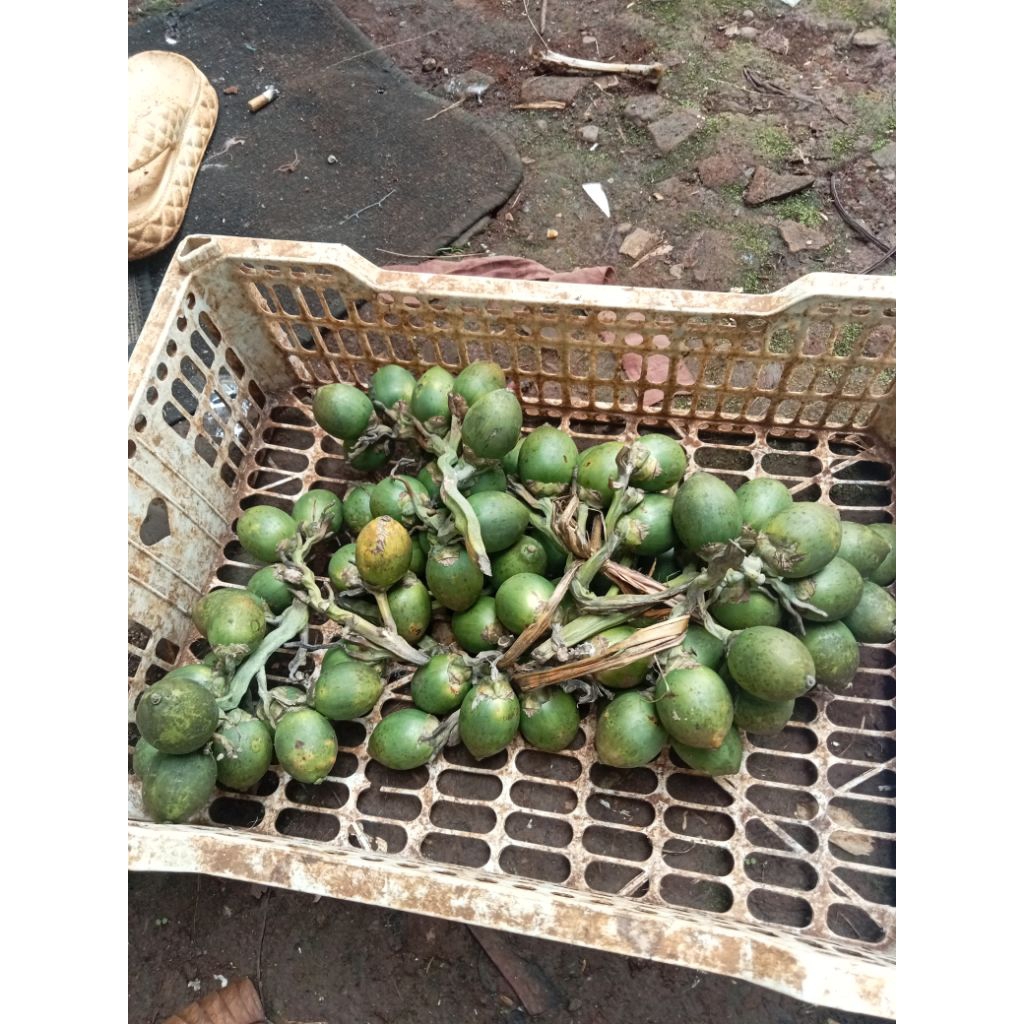 

jambe muda harga perkilo