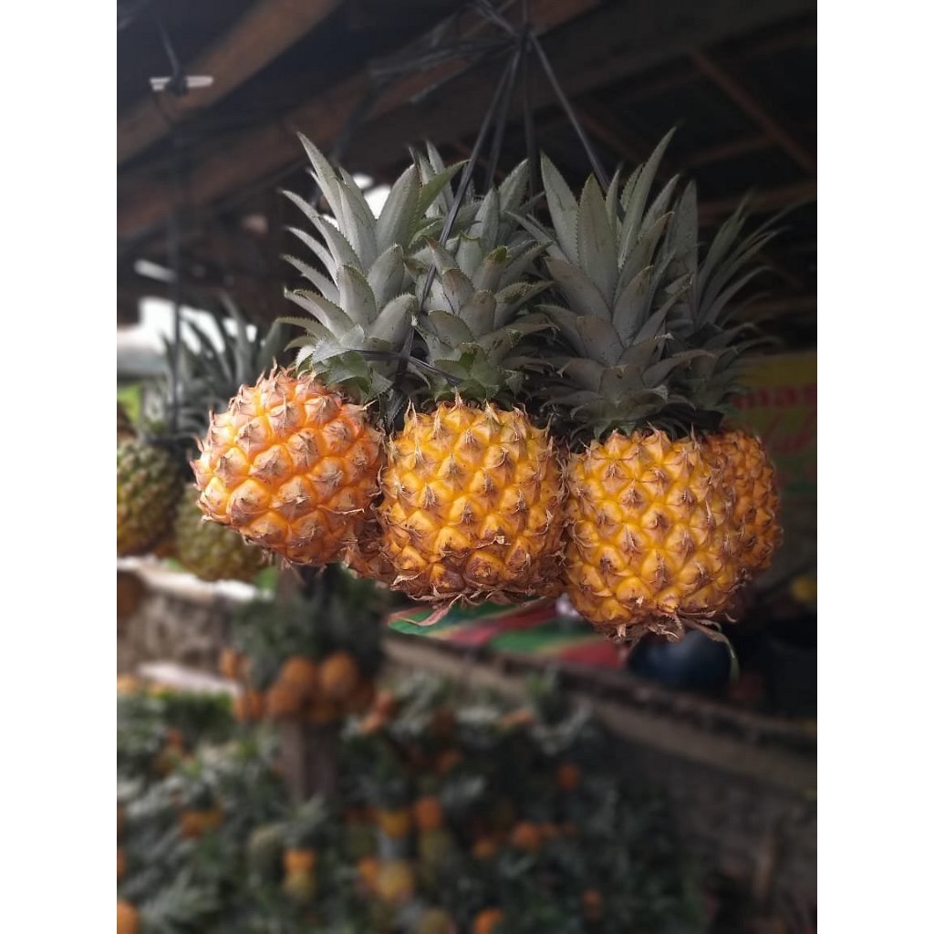 

Nanas Madu Pemalang Beli 10 Gratis 1