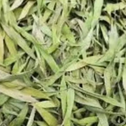 

Daun Kayu Putih Kering kemasan 500 Gram Kayu Putih