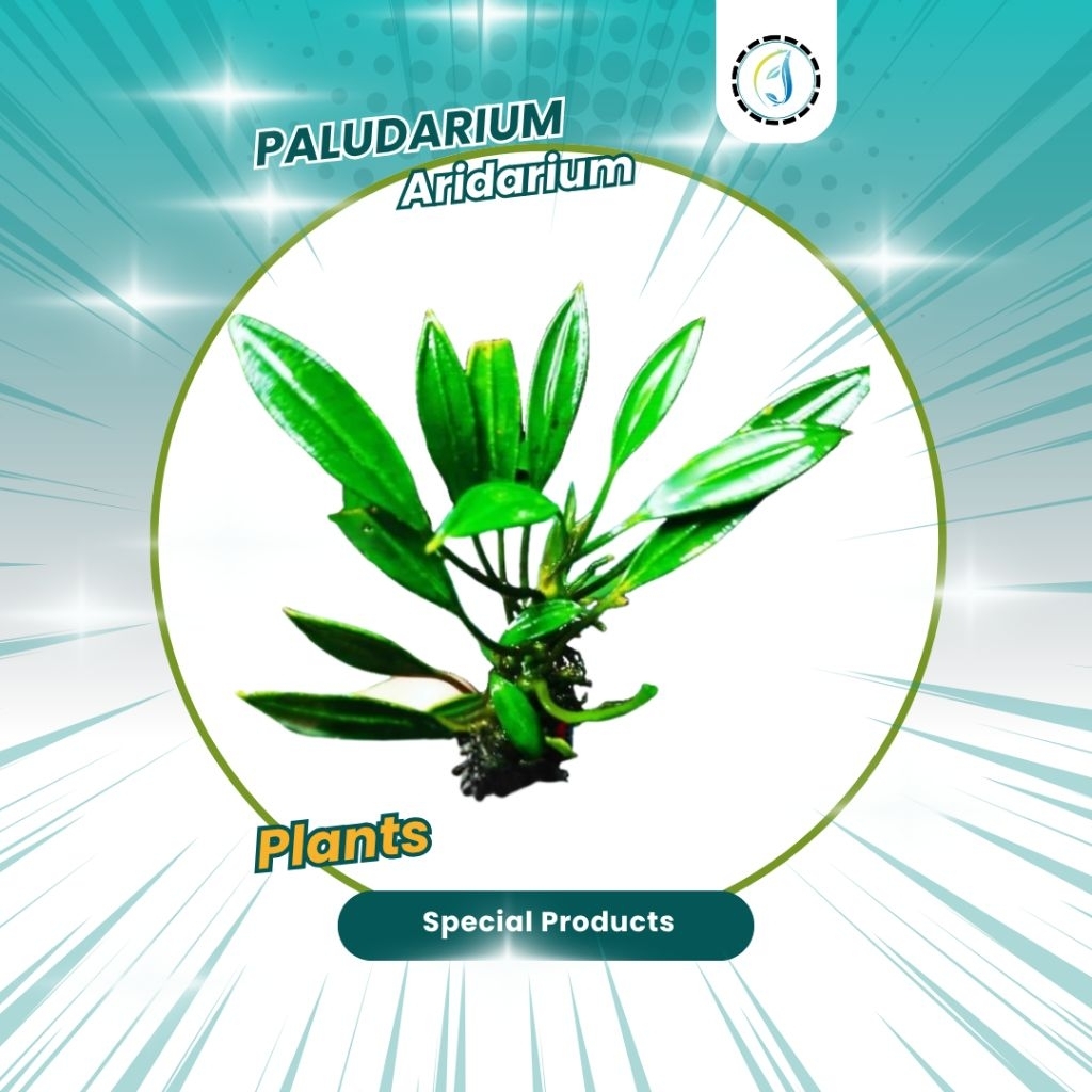 Aridarium Tanaman Hias Akuarium Paludarium Vivarium