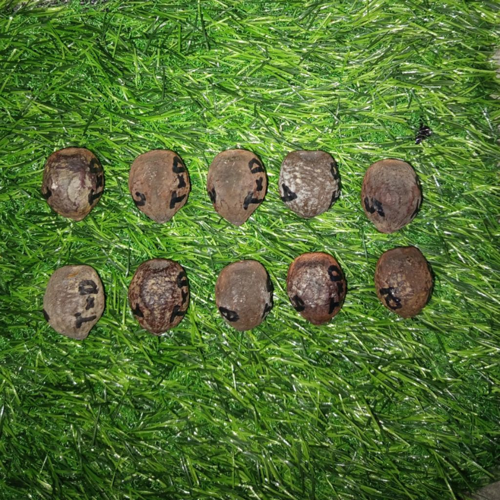 Muncang Adu Anak Jayanti Tripel x Yanti Denpom (Ukuran Kecil)