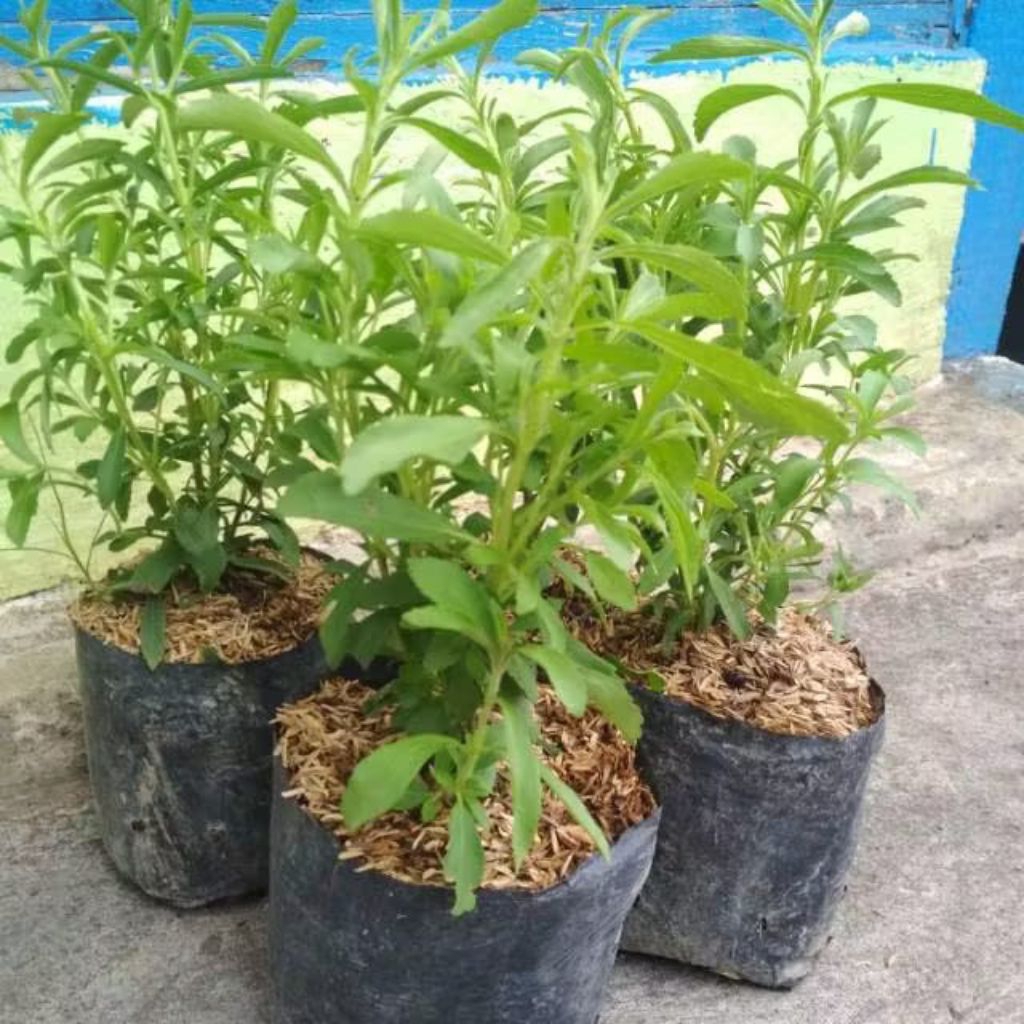 tanaman Stevia (daun manis)
