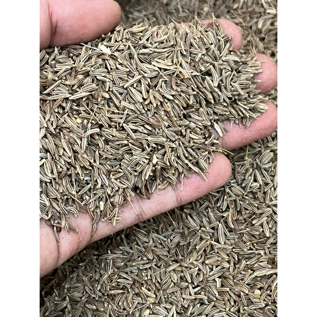 

Biji Jintan Caraway Seed / Biji Jinten Karaway / Caraway Premium 1kg