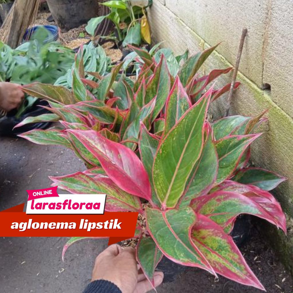 Tanaman Hias Aglonema Lipstik Tanaman Aglonema Siam Aurora Tanaman hidup Aglonema Lipstik Merah / Bu