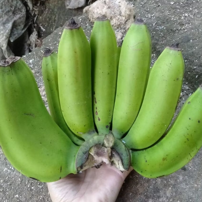 

pisang ambon / Pisang / pisang mentah/ pisang ambon 1 sisisr