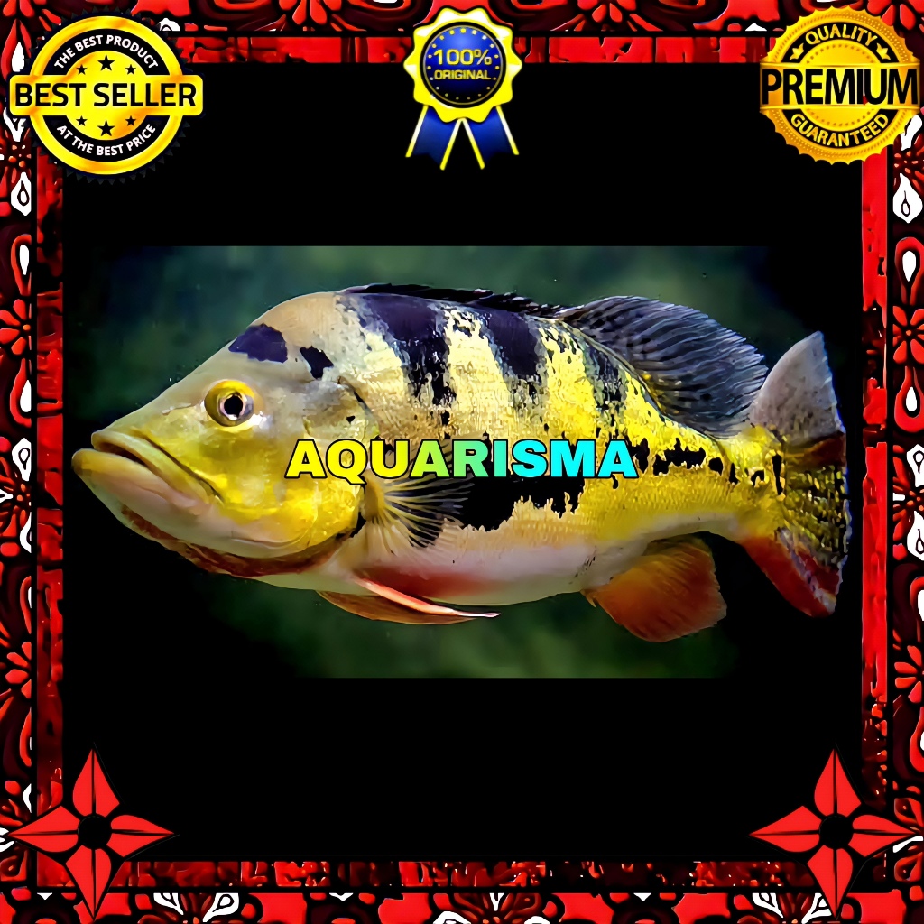 KEBUTUHAN AKUARIUM - CICHLID PEACOCK BASS CICHLA GOLDEN MONOCULUS 7-8 CM
