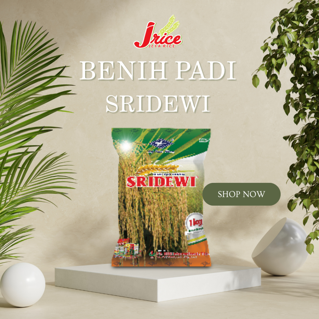 BENIH PADI SRI DEWI KEMASAN 1 KG ORIGINAL