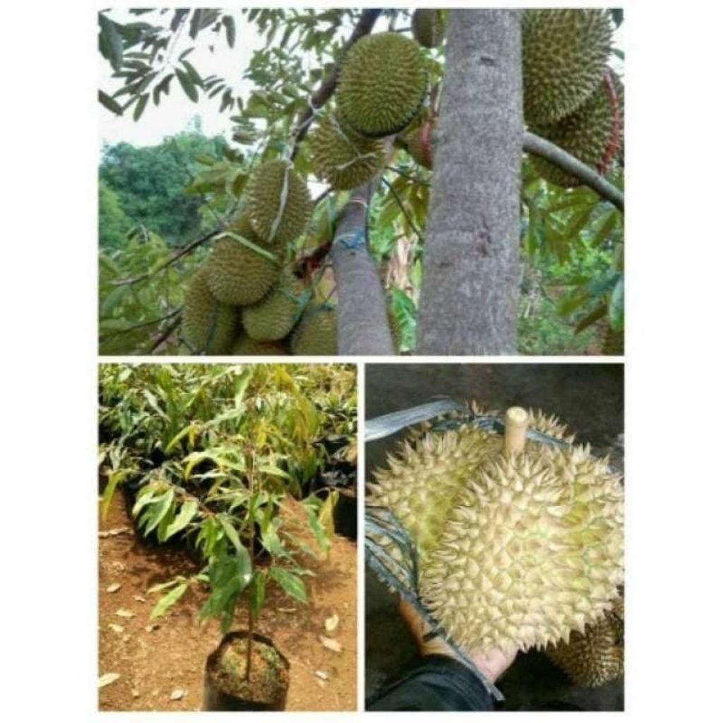 

DURIAN SI TOKONG KAKI 3 HASIL STEK BATANG