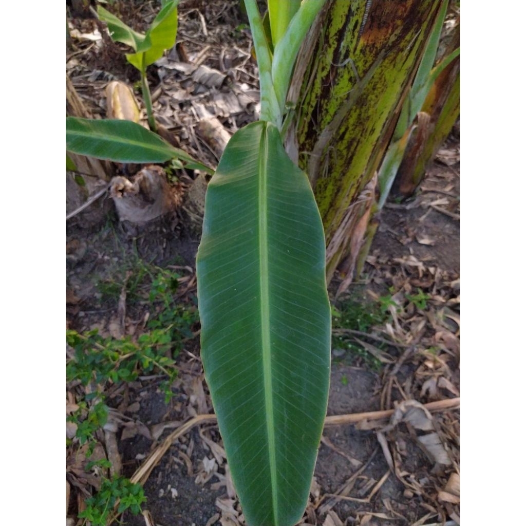 

Daun Pisang Utuh (ukuran Sedang)