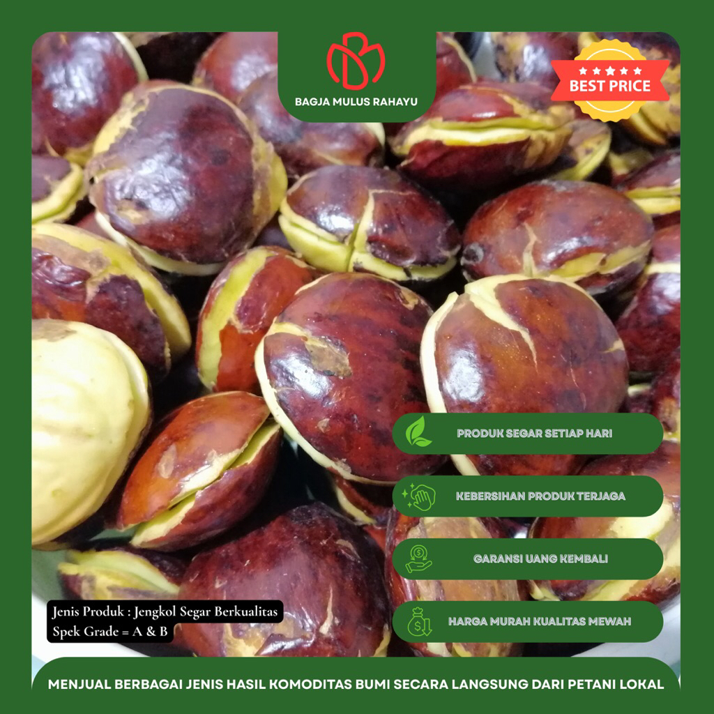 

Jengkol Tua Super - [ Grade A, B ] - Jengkol Tua Super Termurah