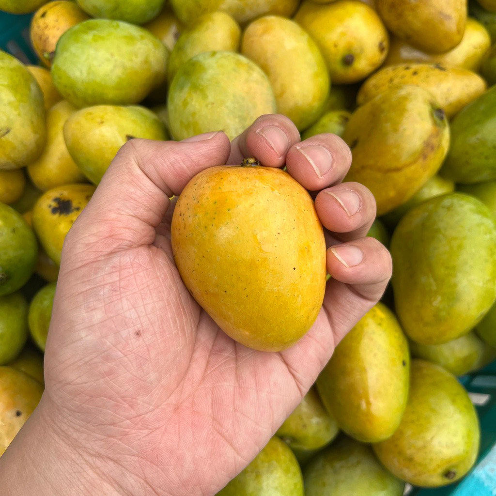 

MANGGA UDANG | MANIS | KULIT BISA DIMAKAN | BUAH MANGO FRUIT