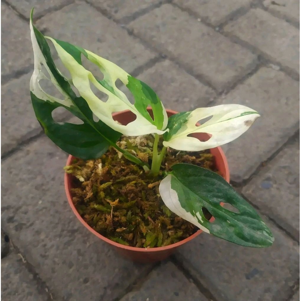 Janbol jepang varigata remaja