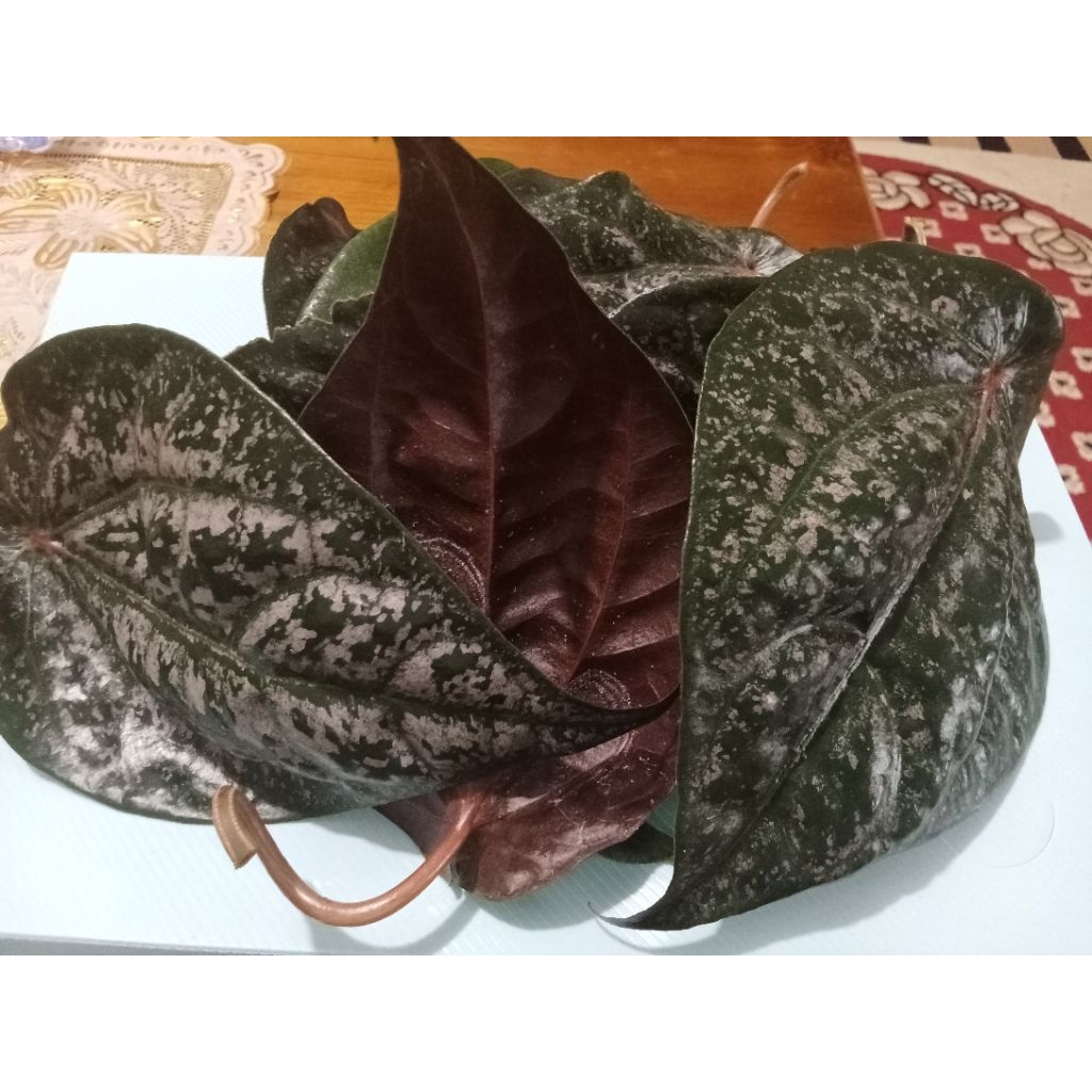 

Daun Sirih Merah 1/2