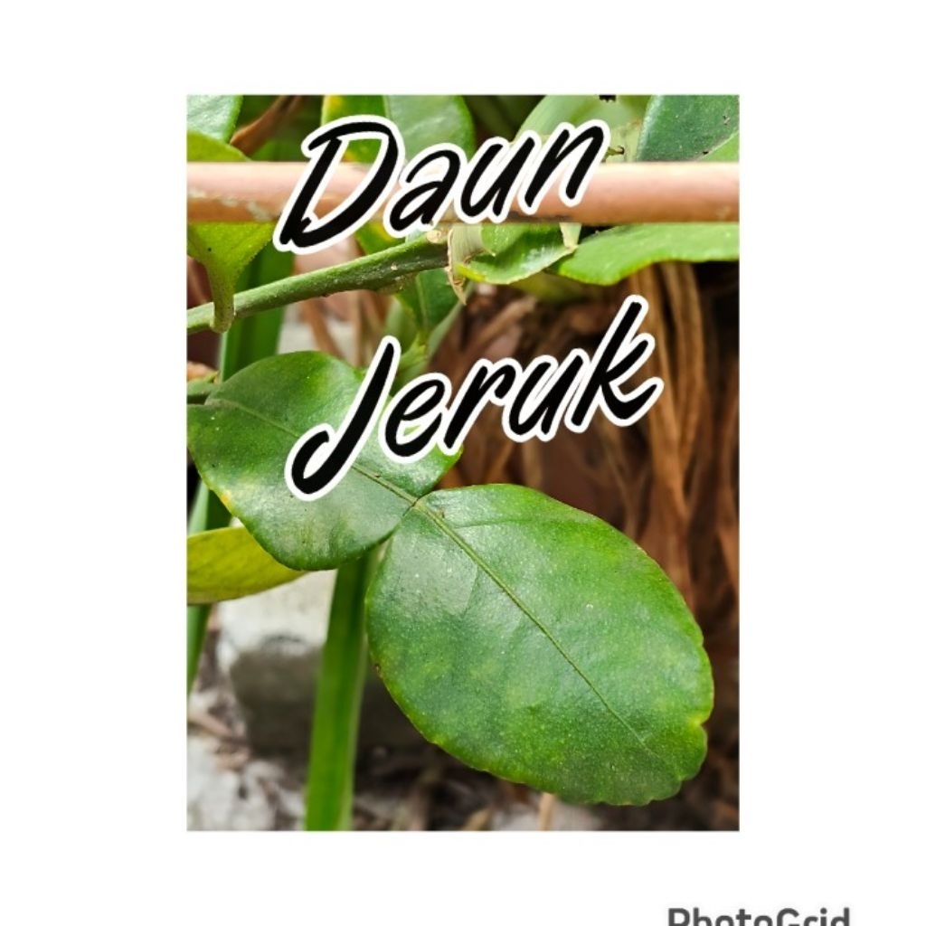 

Daun Jeruk Segar Masakan