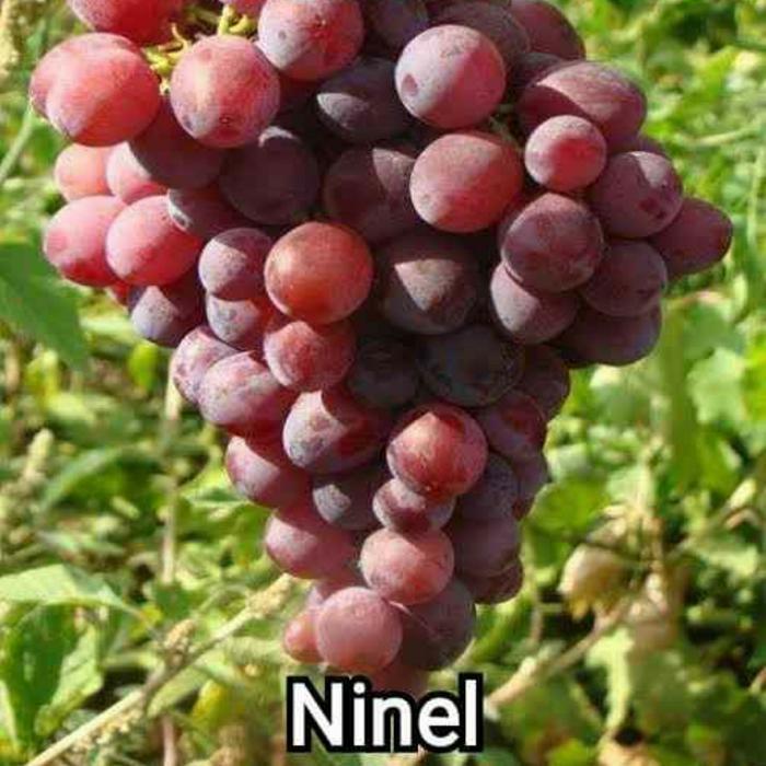 

Bibit Anggur import Ninel