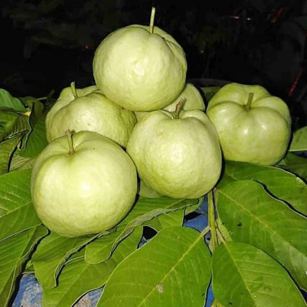 

Jambu kristal/1kg