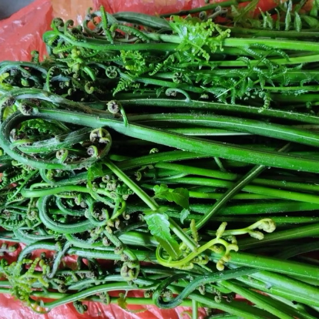 

Pakis Sayur Segar isi bersih 1kg