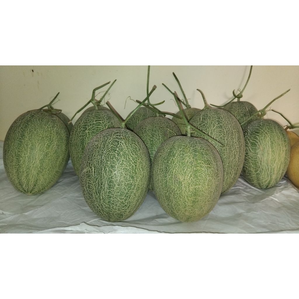 

melon the blues