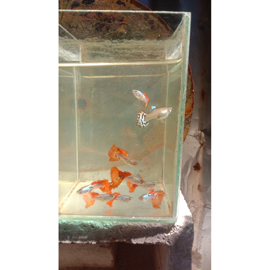 Hiasan aquarium  ikan guppy 1 pasang