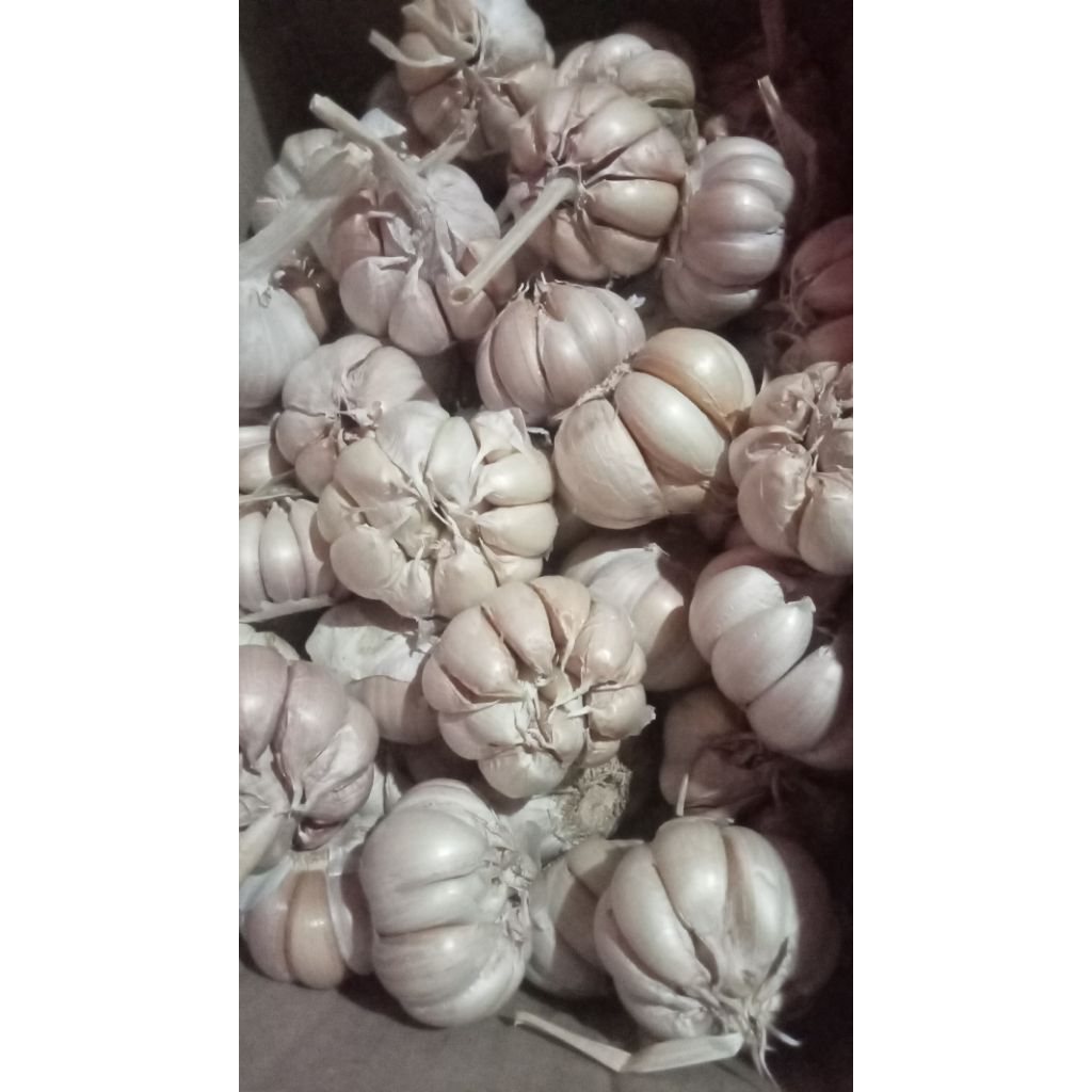 

bawang putih