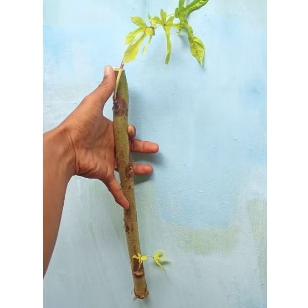 

1 Kg Batang Ketela Singkong Telo Papua 40 cm Jaminan hidup