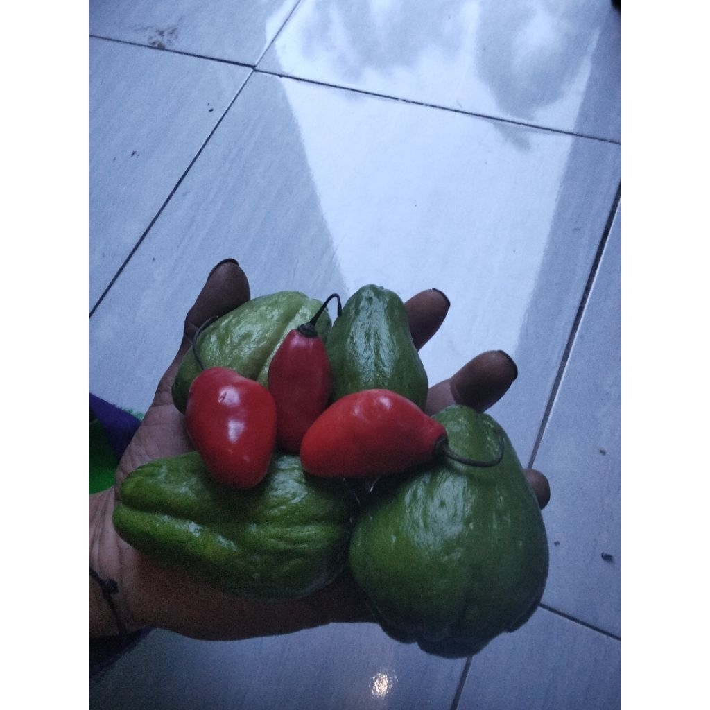 

labu Siam cocok untuk di tumis isi 1 kg