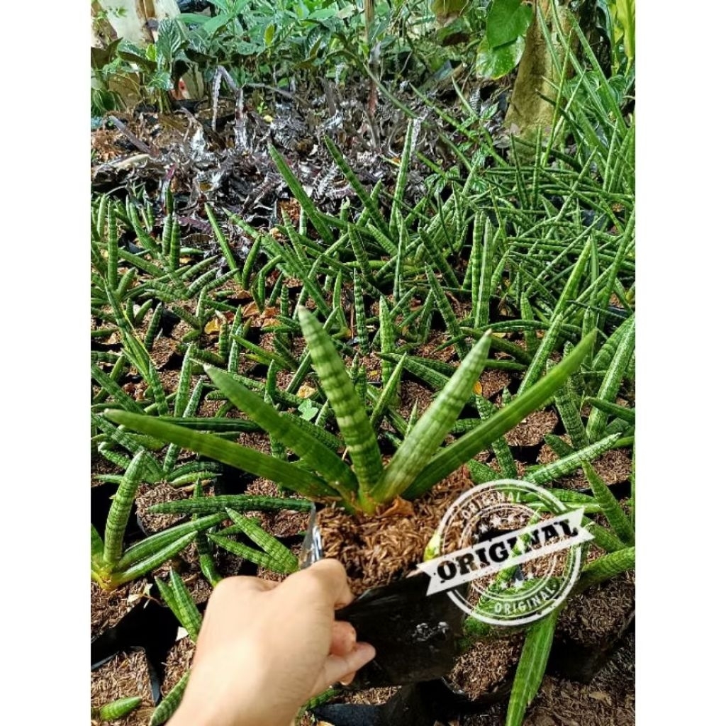 Tanaman hias sansivera boncel - pohon sansivera boncel