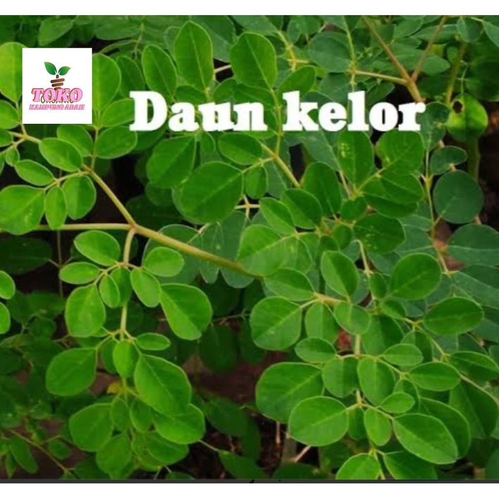 

daun kelor segar 100grm